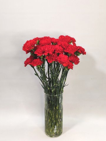 Гвоздика красная 1шт от интернет-магазина цветов в 