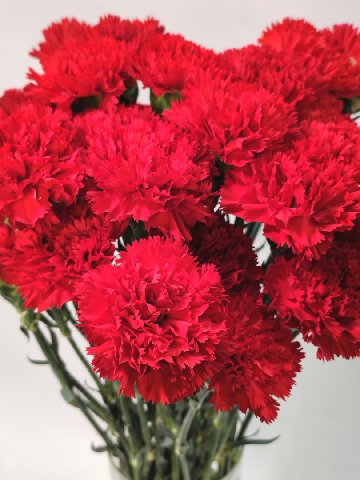 Гвоздика красная 4шт от интернет-магазина цветов в 