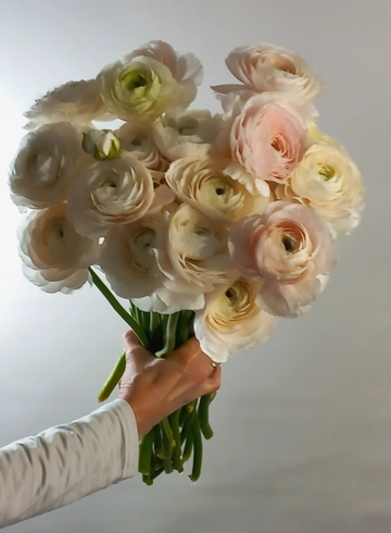 Монобукет из ранункулюсов &laquo; Скоро весна &raquo; от интернет-магазина цветов в 