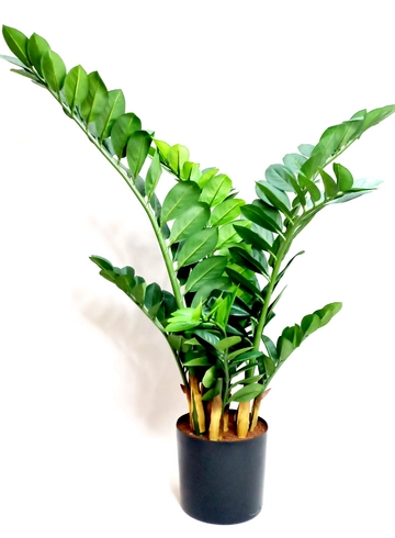 Замиокулкас от интернет-магазина цветов в 