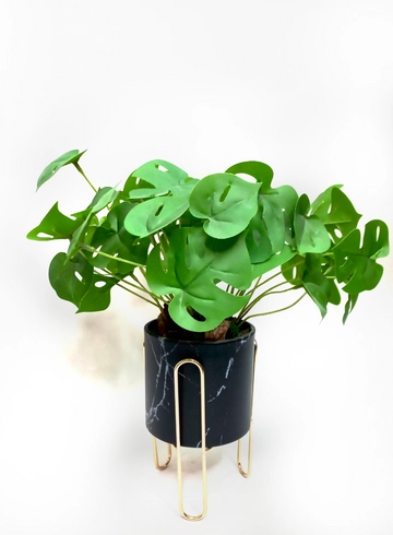 Монстера маленькая  от интернет-магазина цветов в 