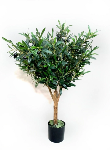 Оливка маленькая  от интернет-магазина цветов в 