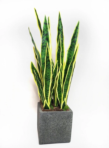 Сансивьера  от интернет-магазина цветов в 