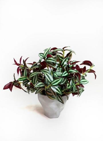 Традесканция от интернет-магазина цветов в 