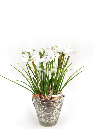 Композиция с подснежниками в хрустальном кашпо 33х20 от интернет-магазина цветов в 